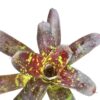 Neoregelia 'Toshiya'
