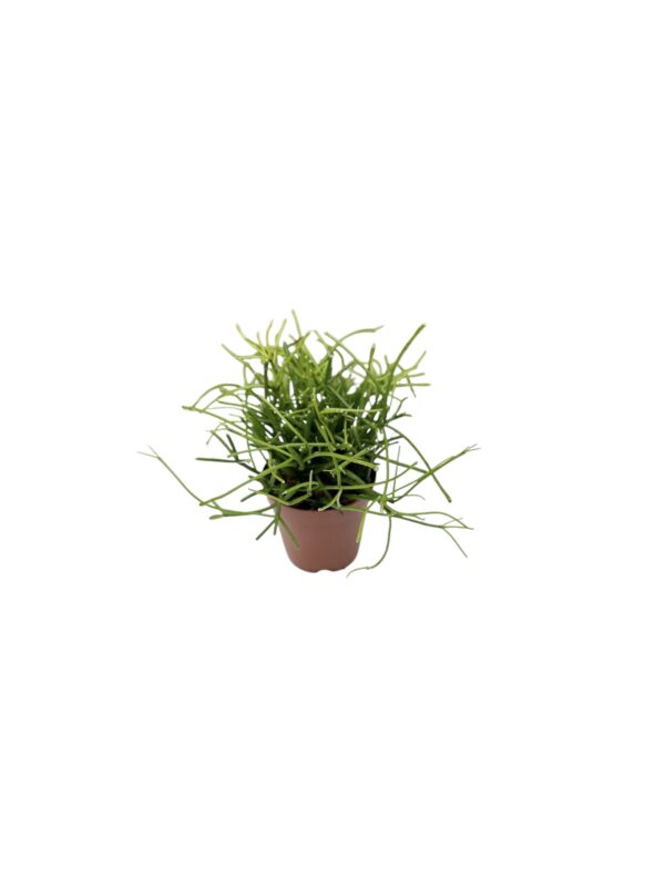 Rhipsalis baccifera