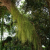 Rhipsalis mini Mix 3 stuks - Afbeelding 2