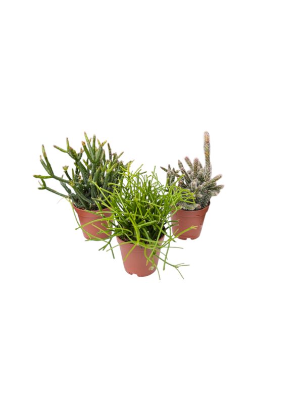 Rhipsalis mini Mix 3 stuks