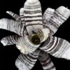 Aechmea-chantinii-Black