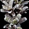 Aechmea-chantinii-Black