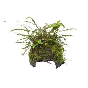 Hygrophila pinnatifida op halve kokosnoot