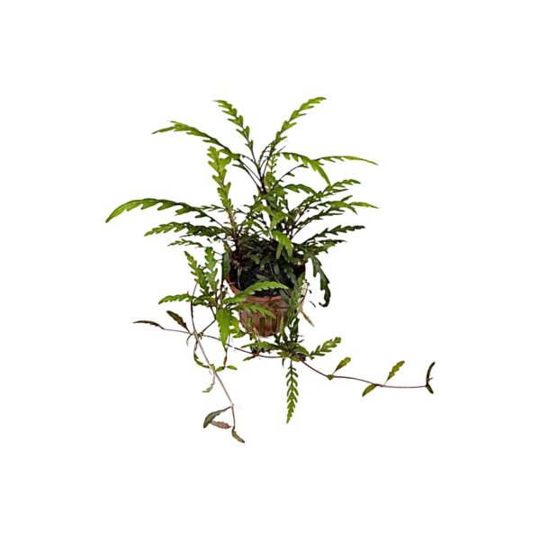 Hygrophila-pinnatifida