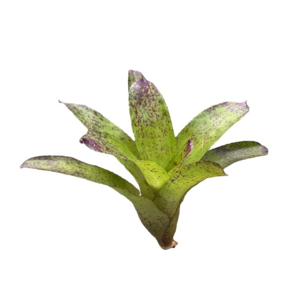 Neoregelia kautskyi