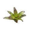 Neoregelia kautskyi