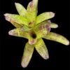 Neoregelia kautskyi