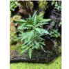 Hygrophila-pinnatifida in terrarium