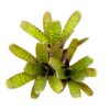 Neoregelia 'Pigmenia'